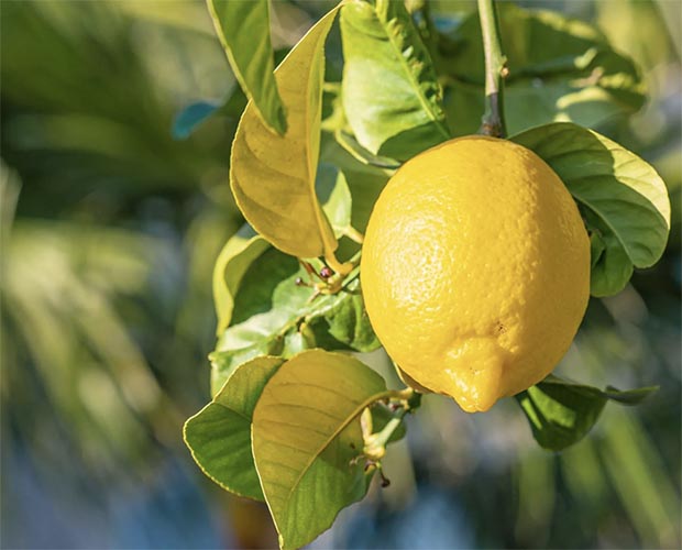 When and How Should Citrus Trees be Fertilized?